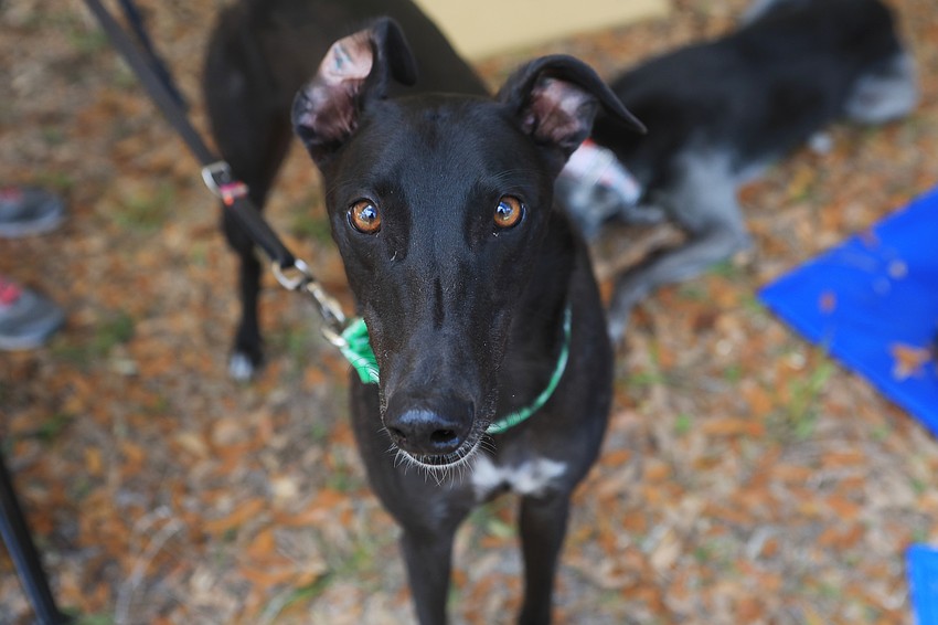 Max the greyhound eagerly meets guests.