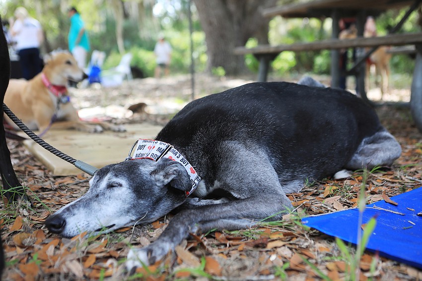Bates the greyhound has a snooze.