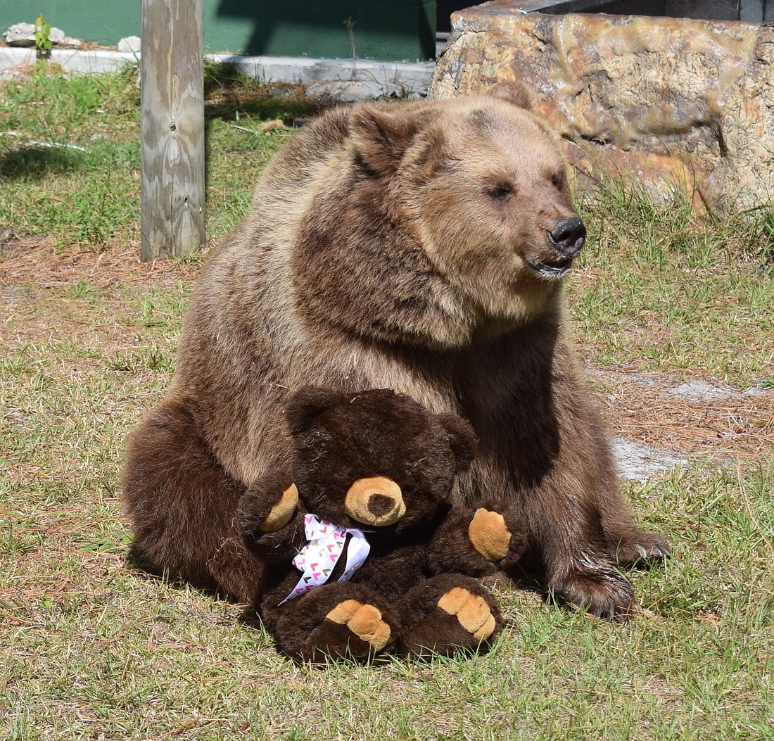 Carroll the bear will be doing a paw painting demonstration during the Teddy Bear Tea Party May 7 at Bearadise Ranch in Myakka City.