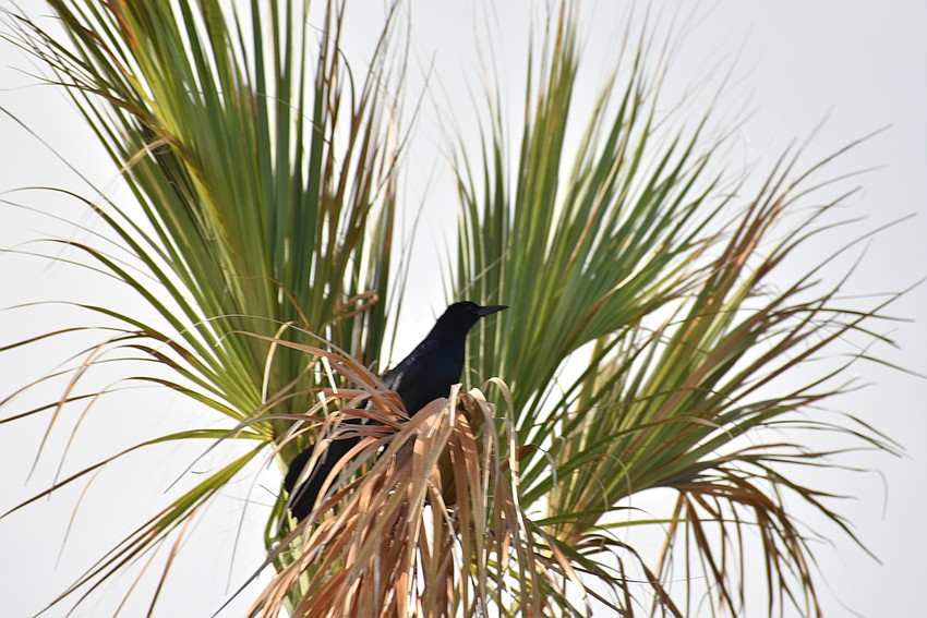 Crows caused a few problems throughout the tournament.