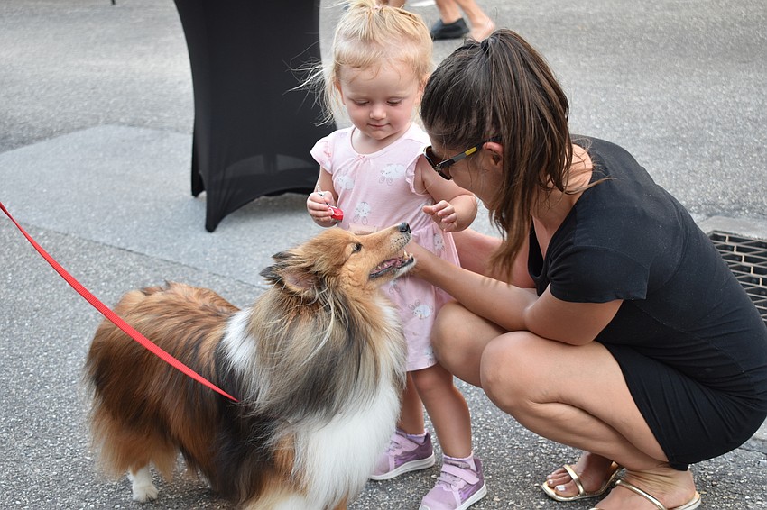 Ava Fink, 1, and her mother Ervina Fink, of Lakewood Ranch, make a new friend in Knox, the therapy Shetland Sheepdog of Julie Brown and Scott Deskins from Palmetto.