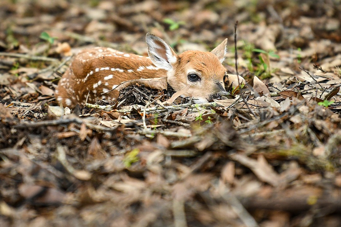 In a remarkable adaptation, a fawn&#39;s spotted coat blends in with the dappled pattern of sunlight on the forest floor, helping conceal them from predators. (Photo courtesy of Miri Hardy)