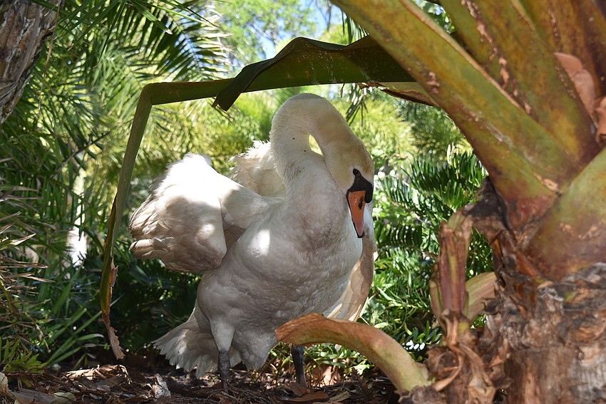 Lydia puffs up as she heads off the nest.