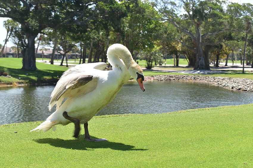 Lydia exited the water to check on her nest again.