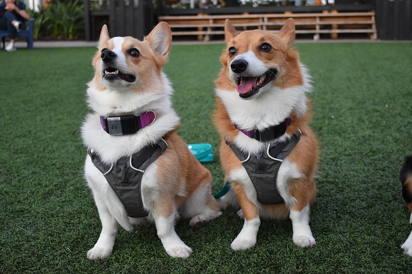 Luna Banana Lovegood and Lily Bean Potter belong to Jessica Meigs of Sarasota. She features the dogs on social media pages, dubbing them the 