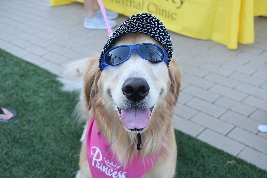 Bell, the golden retriever of Randy Sue and Matt Fountain of Sarasota, loves playing dress-up.