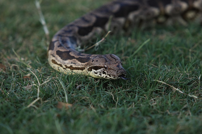 Coco the boa constrictor