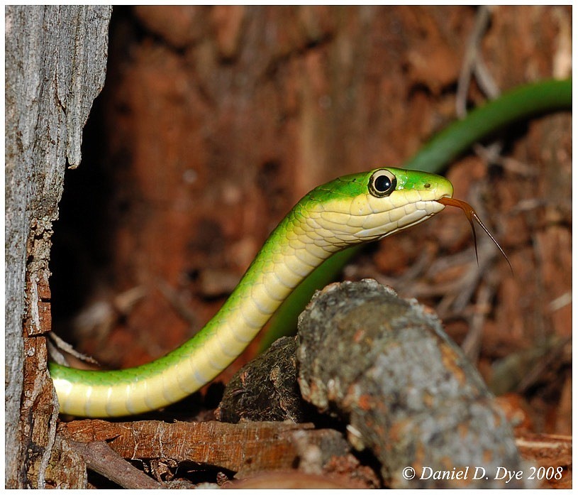 The rough green snake is a common backyard snake that feeds on insects.