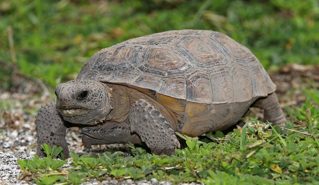 The gopher tortoise is one species petition signers want to protect.