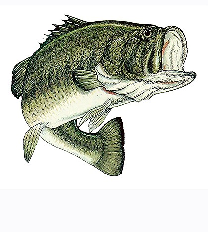 FISHING-Largemouth600x530