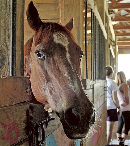 Dream Big Horse Club and Rescue in need of outside help to continue mission