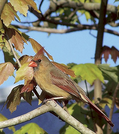 ILWO 1-29-15 Benedict Cardinal-JUMBO