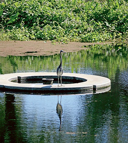 ILWO 11-2 Ginsberg Heron