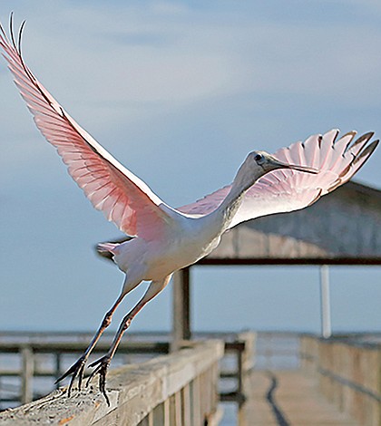 01.22.15 Winner: Barbara Stanczak