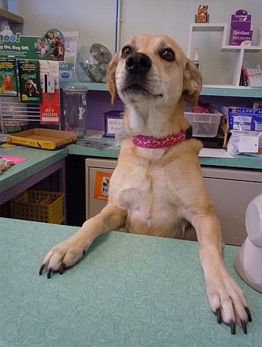 Photo by: Clyde Moore - Sara greets customers at Pookie's Pet Nutrition and Bow Wow Bakery when co-owner Marcia Sundberg is away. Sara is a rescue dog now owned by Marcia, who is sponsoring the Winter RescueFest that's happening this weekend at Maitla...