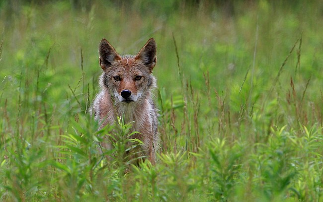 PHOTO COURTESY OF SXC.HU - ï»¿Coyotes have started hunting pets in Winter Park, causing alarm among some residents.