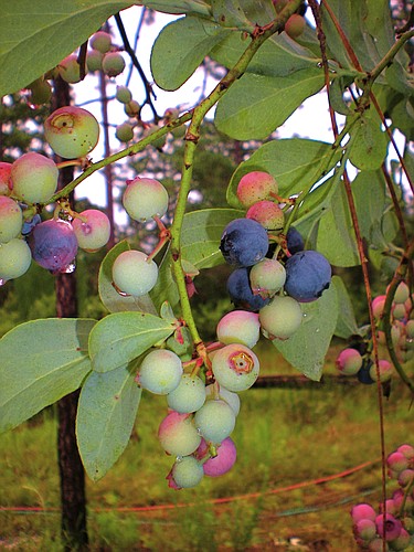 Photo by: Tom Carey - Strawberries and blueberries can be easy to grow with some protective netting, but blackberries can be a nightmare.