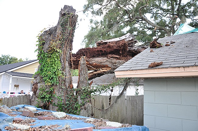 Photo by: Tim Freed - A tree atop Brandon Lamar's Winter Park home is raising concerns about many more trees that have aged out of a healthy range.