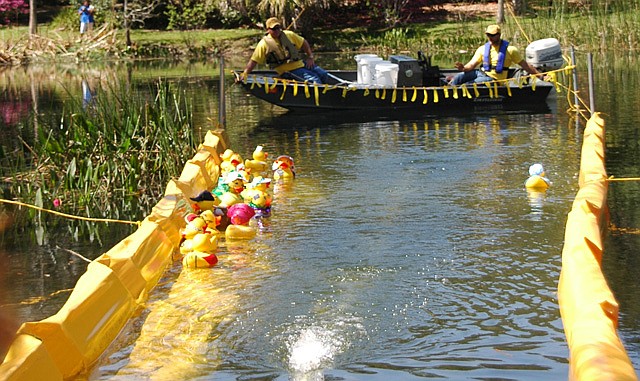 Photo by: Isaac Babcock - Winter Park hosts its annual Duck Derby at Mead Garden, which will get a face-lift.