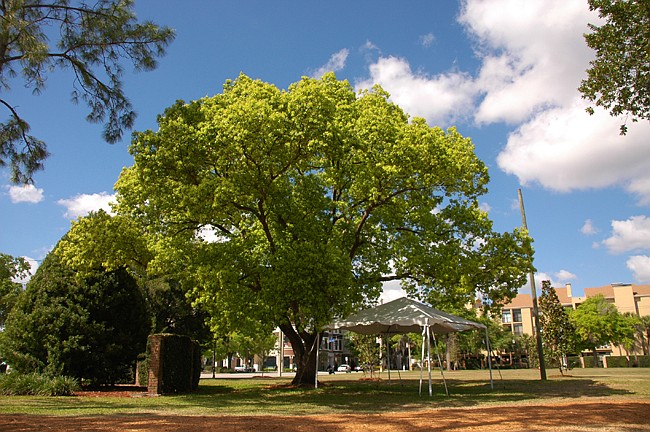 Photo by: Isaac Babcock - Winter Park may be reconsidering how much it charges homeowners for cutting down old trees without replacing them.
