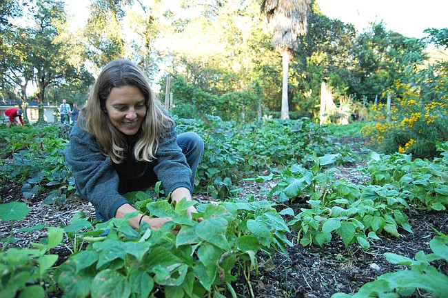 Photo by: Isaac Babcock - Organic gardener Tia Meer picks some green beans at Winter Park Urban Farm.