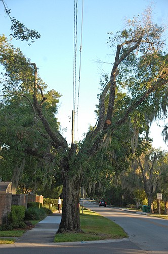Photo by: Isaac Babcock - Some residents are up in arms about new tree trimming in Winter Park that leaves their canopies split in a deep V shape to clear power lines.