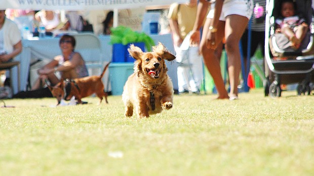 Photo by: Isaac Babcock - Weiner dog Riley races to the finish at last year's annual Doggie Derby, which takes dogs of all speeds and skill levels and pits them against each other in four-legged drag races.