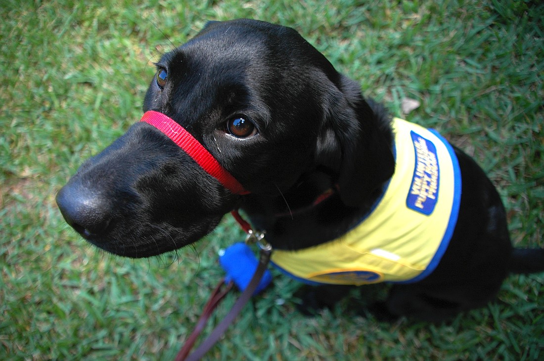 Canine Companions for Independence will be at the Maitland Senior Center on June 19.