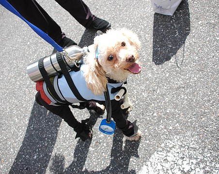 Halloween Spooktacular Pet Costume Contest by Our Cause 4 Paws