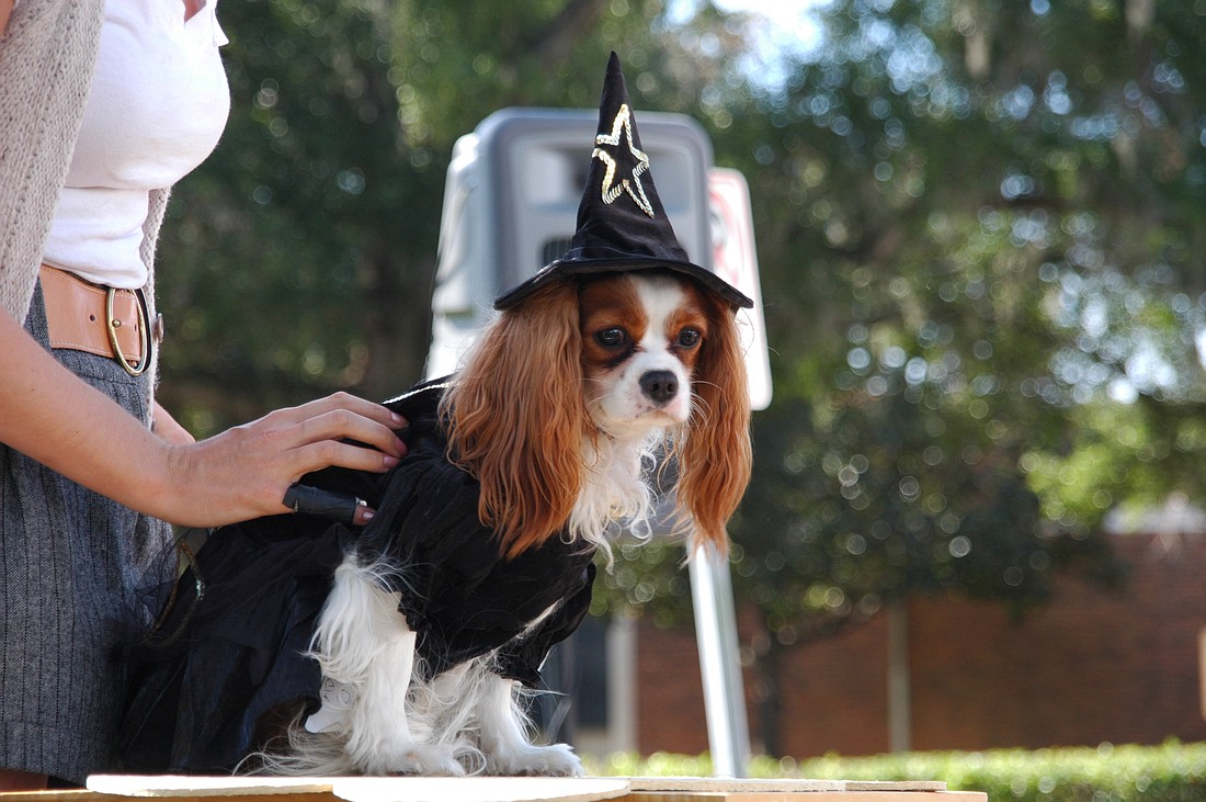 Photo by: Isaac Babcock - A Cavalier King Charles Spaniel plays a witch at the 2009 Pet Costume Contest, hosted by The Doggie Door, which the Parks Commission says violates an ordinance.