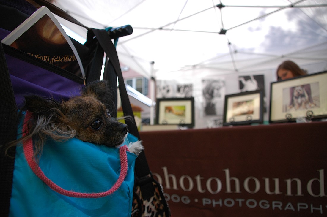 Photo by: Isaac Babcock - Dogs took to Park Avenue's brick roadway during Winter Park's seventh annual Doggie Art Festival, which flooded the street with booths from artists in April.