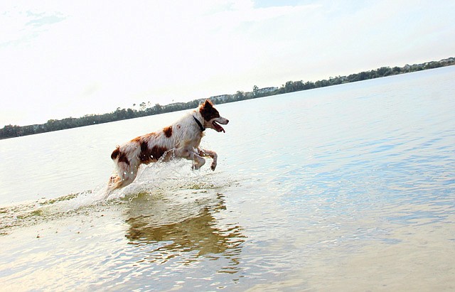 Photo by: Isaac Babcock - Dogs at Winter Park's Fleet Peeples park frolic in the water at the end of a long Labor Day weekend.