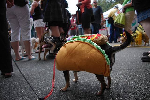 Photo by: Isaac Babcock - A chihuahua is dressed as a taco at the 11th Annual Park Avenue Pet Costume Contest.