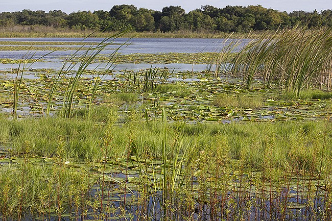 Photo by: Sarah Wilson - A trio of proposals could shrink the scope of a new development to save some wetlands and possibly improve stormwater filtration.