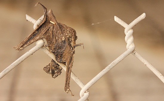 Photo by: Sarah Wilson - Bodies of dead bats litter the road under a Maitland bridge.