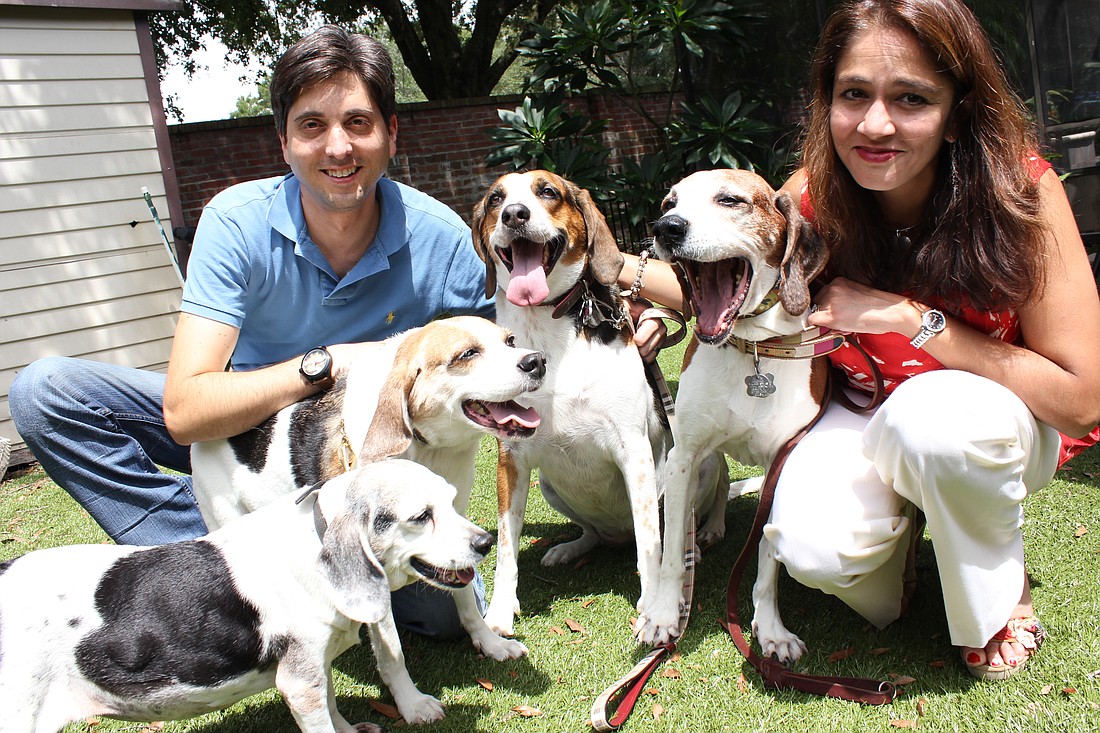 Photo by: Sarah Wilson - Monisha and Anthony Seth pose in their Maitland backyard with their four adopted hound-mix dogs, Juilette, Katie, Annie and Franklin - the namesake for their Franklin's Friends group.