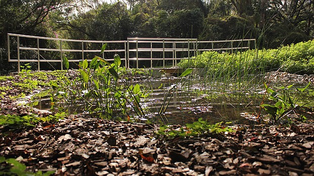 Photo by: Sarah Wilson - A pump filtering through plants feeds Lake Eulalia in Maitland, creating a calming flow of water that lures passers by while creating natural purification as it flows downstream.