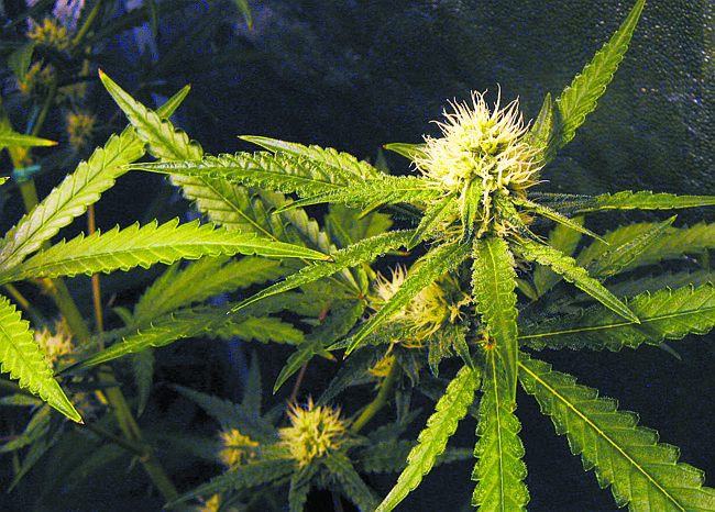 Photo by: SXC.HU - Medical marijuana may enjoy 88 percent approval by Florida voters in a recent poll, but not with Winter Park's mayor, who said that he would be voting against it in November.