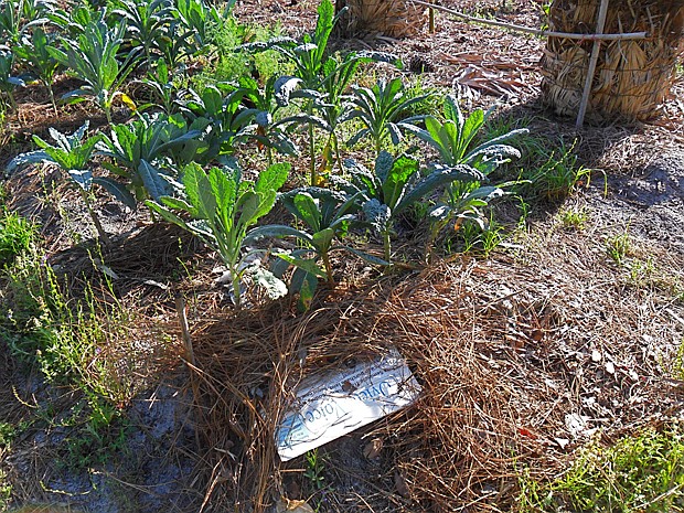 Photo by: Tom Carey - Newspapers can be a great way to avoid weeds.