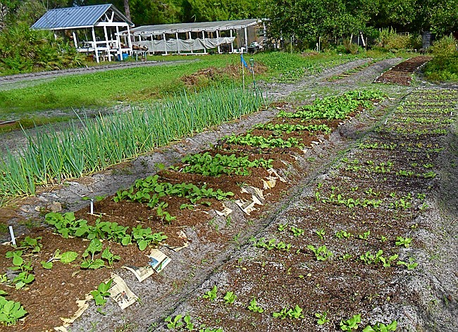 Photo by: Tom Carey - By vertically integrating the mulching into the whole planting project, soup to nuts, a routine chore is accomplished and an extra dose of self-esteem is warranted for a job well done.