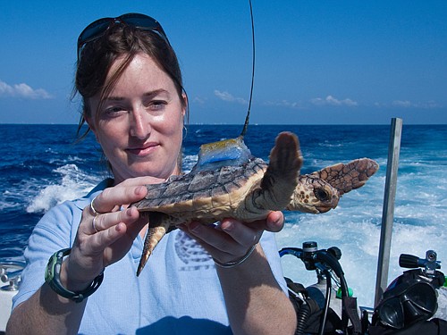 Photo by: Kate Mansfield - Kate Mansfield and a group of researchers from multiple universities have discovered and rewritten the current explanations for where loggerhead sea turtles travel in their "lost years."