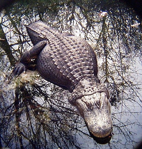 Alligator awareness class June 19 at the Central Florida Zoo.