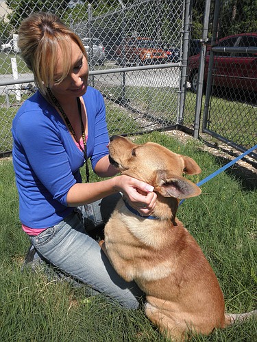 Photo by: Brittni Johnson - Kathleen Kennedy, OCAS marketing and public relations coordinator, plays with Cody at the organization's shelter, May 24. Cody recently donated blood to save another dog and is available for adoption.