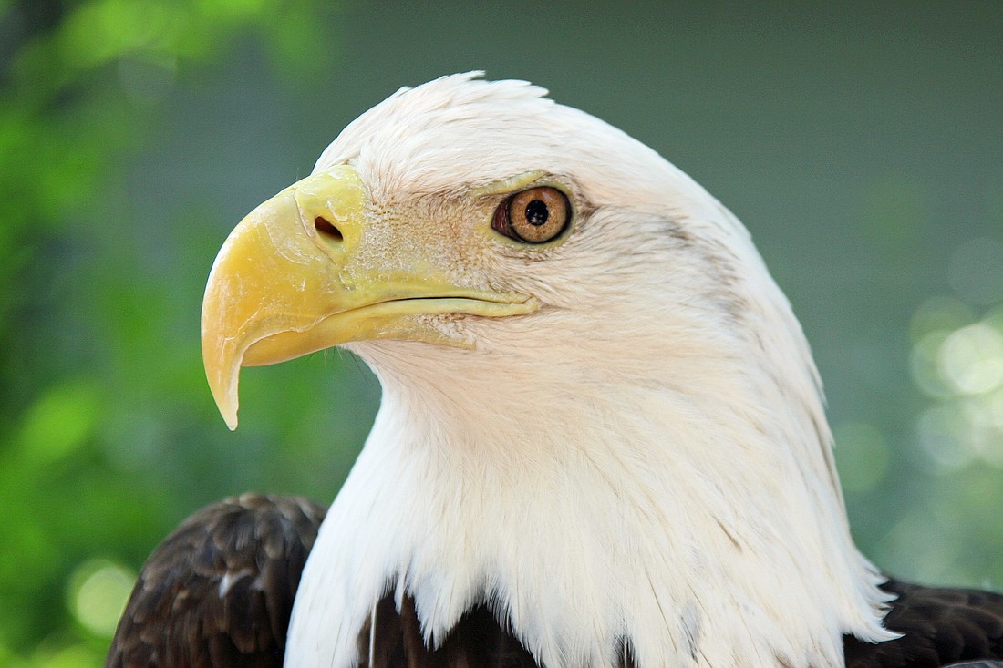 Paige the Bald Eagle also serves as an ambassador at the Audubon Center for Birds of Prey in Maitland.