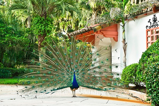 Photo courtesy of Winter Park Historical Association - This year's ball, which celebrates Winter Park's iconic bird, will recognize the Morse Museum of American Art.