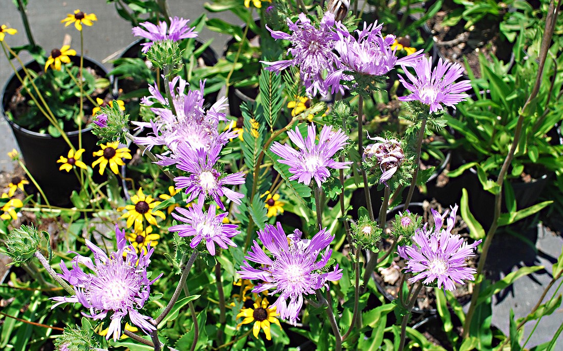 Photo by: Shari King - Stoke's Aster (Stokesia laevis) blooms at Green Images native plant nursery in Christmas.