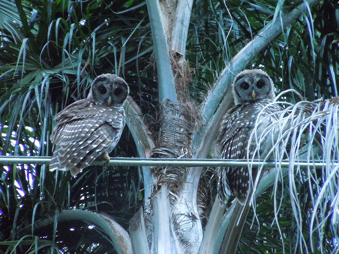 Photo by: Clyde Moore - Winter Park owls Winnie and Parker love their trees.