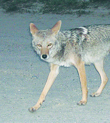 Coyote attacks Winter Garden pets