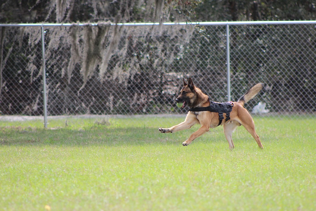 K-9 Chase from the Oakland Police Department pursues a tennis ball during Winter Gardenâ€™s recently launched K-9 training school. The Winter Garden and Ocoee Police Departments each have two K-9 handlers, and Oakland PD has one.