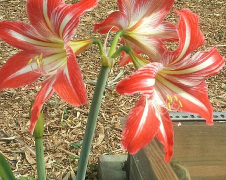 Caring for your amaryllis | West Orange Times & Observer